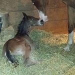 RION - Colt out of White Happened AQHA/APHA (Owned Suzanne Munns)